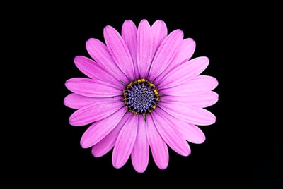 紫雏菊俯视图